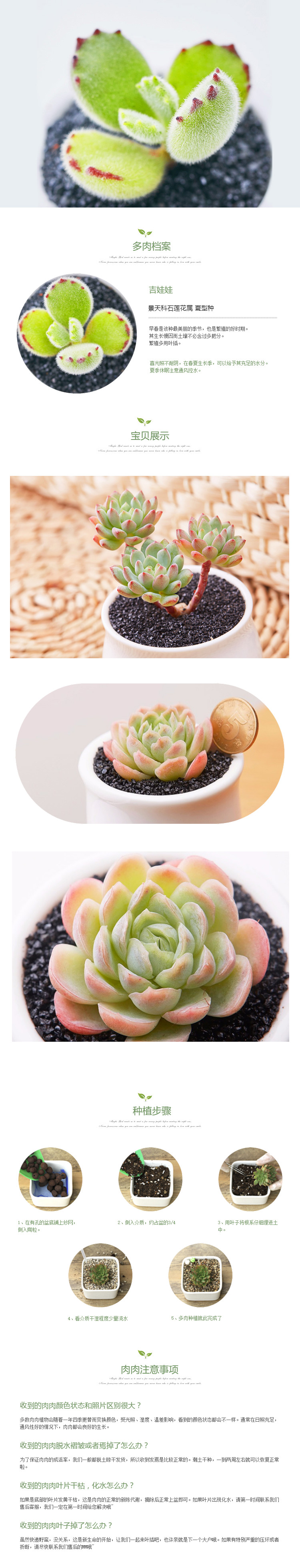  多肉植物、绿色植物、园林、鲜花等详情描述模板