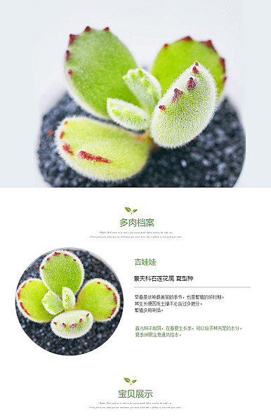  多肉植物、绿色植物、园林、鲜花等详情描述模板