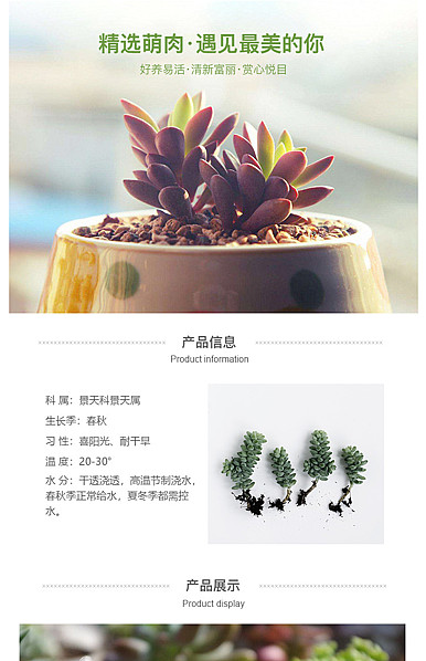  简约风格肉多植物、绿植园艺等详情描述模板